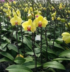 Phalaenopsis MS Yellow Lime 'MBL007'