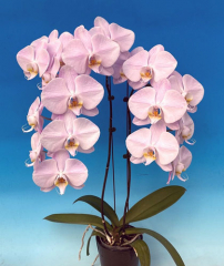 Phalaenopsis Diamond Bride