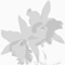 ORCHID GIFT GUIDE