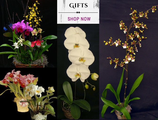 Orchid Gifts and Gift Baskets