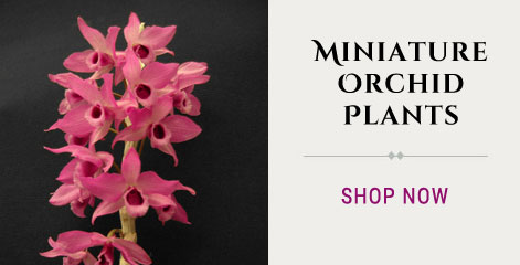 Miniature Orchids
