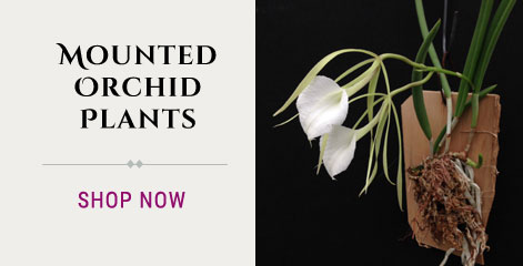Mounted Orchid Plants