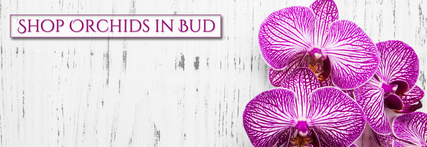 Orchids for Shipping and Delivery at Orchids by Hauserman in Villa Park, IL
